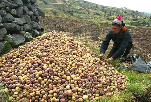 EL CENTRO INTERNACIONAL DE LA PAPA SE PRESENTARÁ EN PERUMIN 34