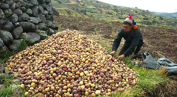 EL CENTRO INTERNACIONAL DE LA PAPA SE PRESENTARÁ EN PERUMIN 34